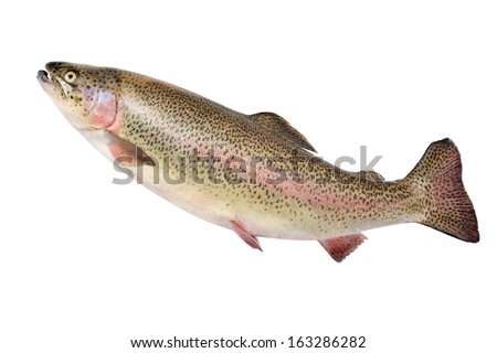 Rainbow trout fish isolated on white background Royalty-Free Stock Photo #163286282