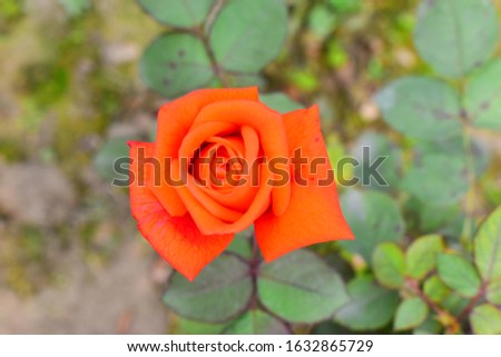 Beautiful orange rose buds about to bloom