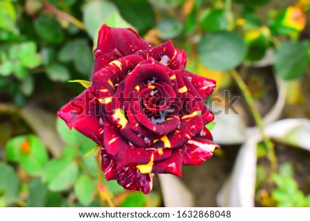 beutiful two colors rose blossom