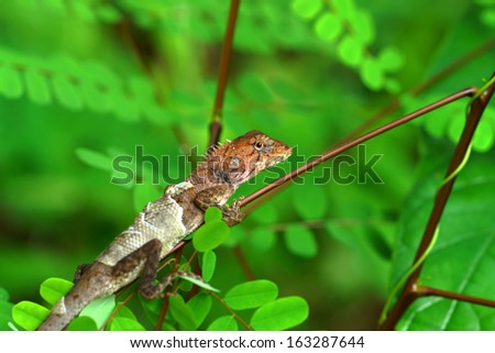 Molting The chameleon on a branch.