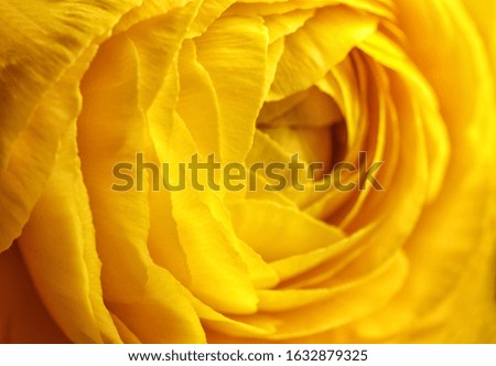 Closeup view of beautiful blooming ranunculus flower as background. Floral decor