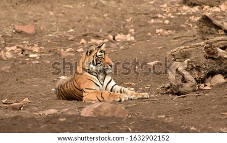 beautiful bengal tiger lovely pics 
