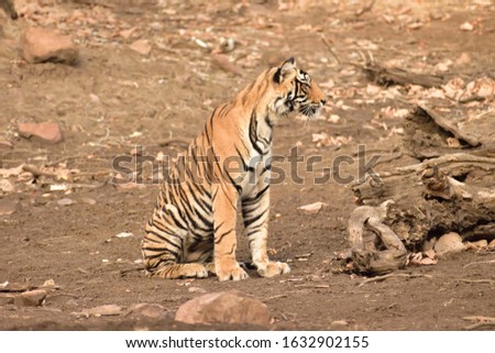 beautiful bengal tiger lovely pics 
