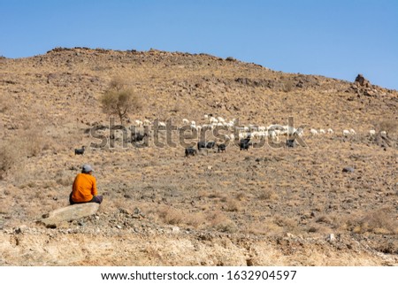 Sheep grazing, mountain valley in Taif Saudi arabia