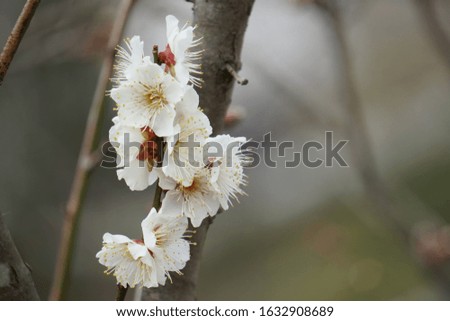 Plum blossoms that began to bloom in midwinter