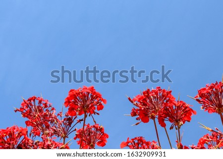 red geranium flowers in a blue sky