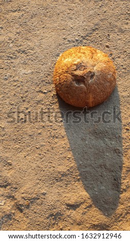 Picture of a coconut shell and shadow