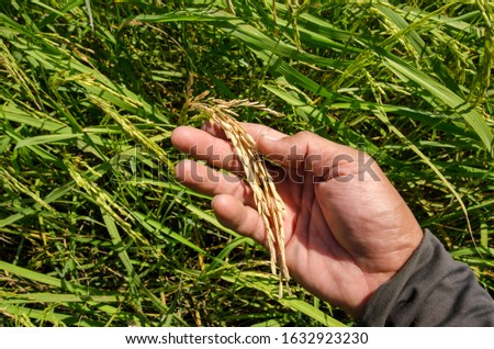 Right hand of Thai farmer and he is checking ear of rice. This picture  is the ear of rice experiencing rice blast disease. In 2562 BE (AD 2012) agricultural crops suffered heavy drought.
