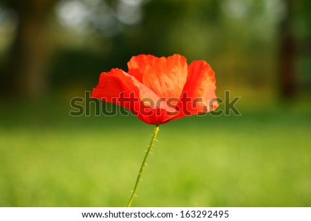One red poppy in the grass 