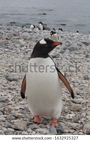 This is the picture in Antarctica . This is jentoo penguin. 