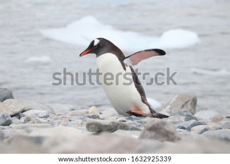 This is the picture in Antarctica . This is jentoo penguin. 
