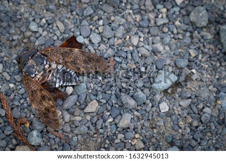 Pictures of dead cicada. Late summer image