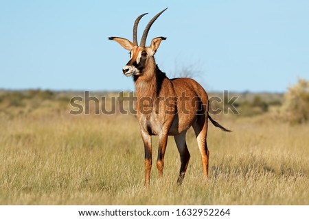 A rare roan antelope (Hippotragus equinus) in natural habitat, South Africa
 Royalty-Free Stock Photo #1632952264