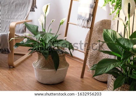 Beautiful potted plants in stylish room interior. Design elements Royalty-Free Stock Photo #1632956203
