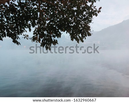 Pictures of trees and leaves by the river in the morning.