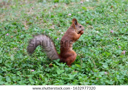 squirrel fuunny animal autumn forest 
rodent