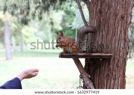 squirrel fuunny animal autumn forest 
rodent
