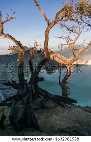 A dead tree on a spectacular volcanic caldera lake view during sunrise in Mount Ijen, East Java Indonesia