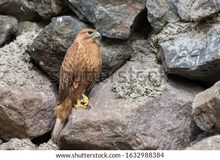 photos of birds of prey and Eagles