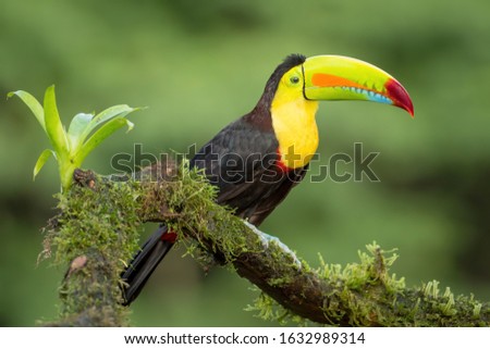 Keel-billed Toucan,   bird sitting on the branch in the forest, Boca Tapada, green vegetation, Costa Rica, central America, side portrait