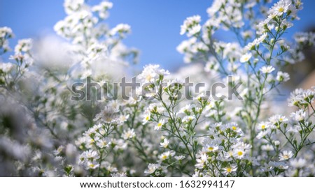 
Soft focus with white daisies, garden daisies White, white daisies close-up, white daisies intersecting with the blue sky