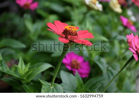 Pink zinnia flowers with green leaves background.