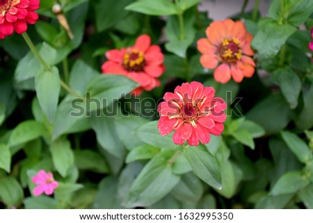 Zinnia flowers blooming with blurred background.