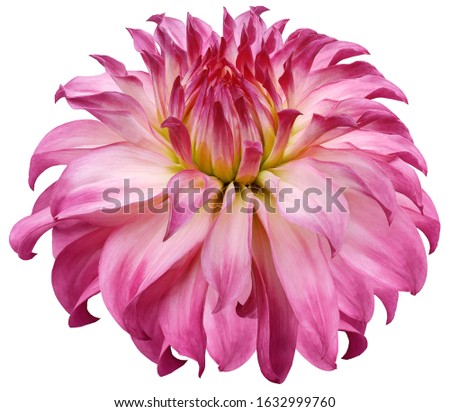 dahlia flower pink.  Flower isolated on a white background. No shadows with clipping path. Close-up. Nature.