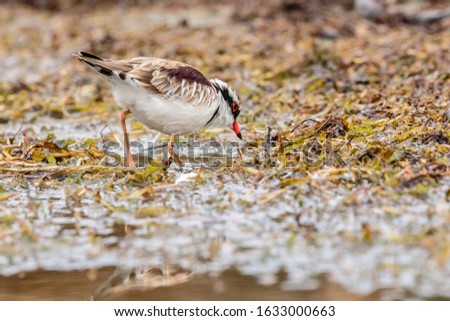 Black-fronted Dotterel at Lake Burley Griffin, ACT, Australia on a summer morning in January 2020