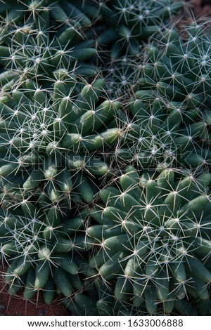 Cactus, Dolichothele longimamma cactus. Close up of cactus.
