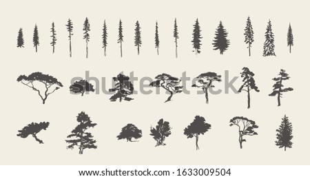 Set of silhouettes of coniferous trees. Pine, fir, spruce, cedar, larch. Hand drawn vector illustration, sketch