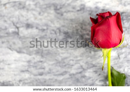 One red flowers placed on a stone plate. for valentine's day wallpaper. Paste the right thread of the image. Top view. 