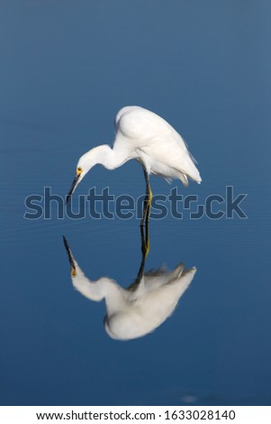 White heron (Ardea alba), Siesta Key, Sarasota Country, Florida, USA.