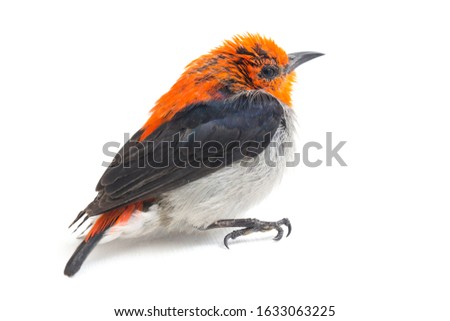 The scarlet-headed flowerpecker (Dicaeum trochileum) is a species of bird in the family Dicaeidae. It is endemic to Indonesia. isolated on white background