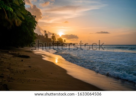 Coconut trees on the sandy beach in Cuba. Beautiful paradise island, summer spirit. 