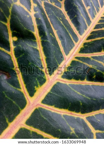 detailed picture of a leaf of an ornamental plant