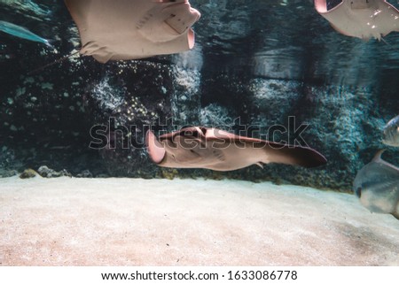 Swimming batoidea also known as rays