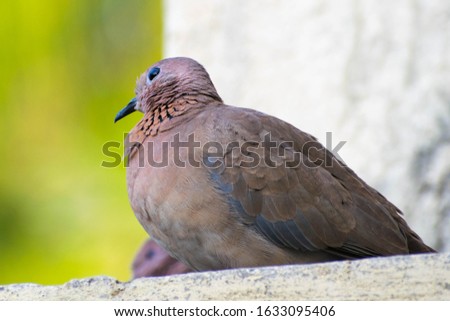 Dove sitting on the wall in park and garden