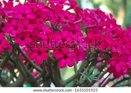 Adenium obesum Roem - Pink flowers in daylight