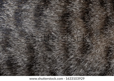 Close up gray cat skin for pattern and background