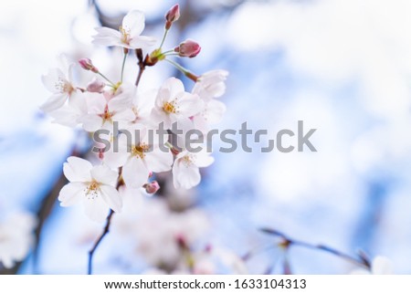 Pictures of beautiful cherry blossoms. Spring image.