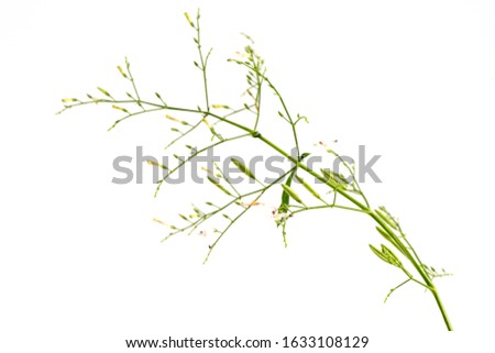Kariyat or Andrographis paniculata,flower,seeds and green leaves on a white background.