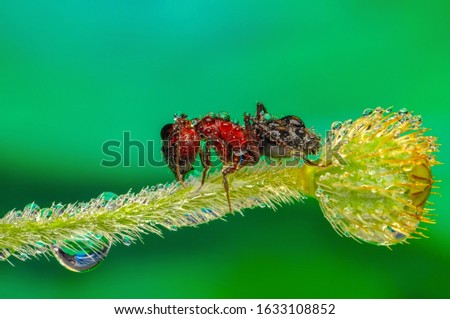 Beautiful Strong jaws of red ant close-up