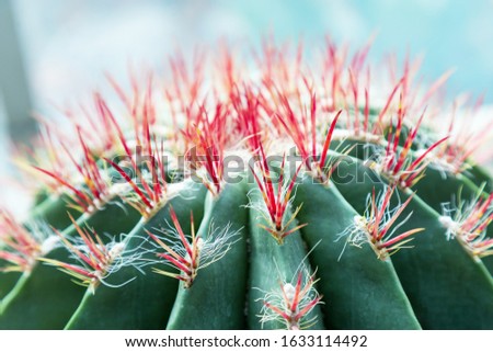 Thorn cactus closeup. Green Succulent plant texture about window. Natural background with exotic flower. Selective focus. 