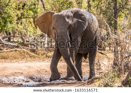 A closeup shot of an elephant walking in the forest
