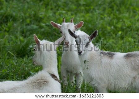  Local family  goats in the yard village house.  Goats standing among green grass.  Goat and goat kid. Herd of farm goats. 