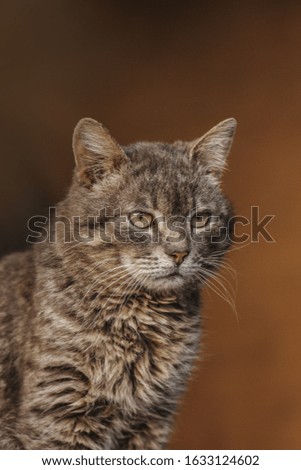 Portrait of adorable gray kitten. Cat portrait close up. Gray fluffy cat with yellow eyes 