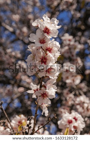 Almond flowers (prunus dulcis) blooming with sunlight