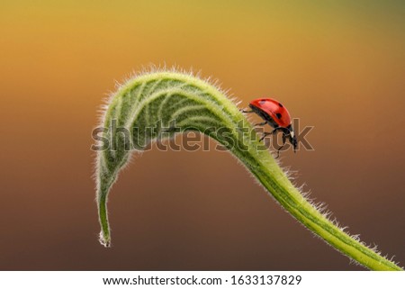 Ladybug goes on a flower leaf on a beautiful colorful background. Picture in nice pastel colors.