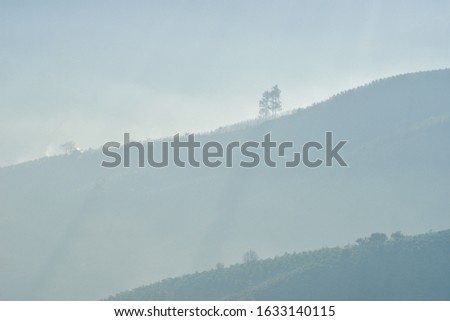 the abstract of trees and farm in the magic light beams with fresh background and beauty in nature at sunrise
